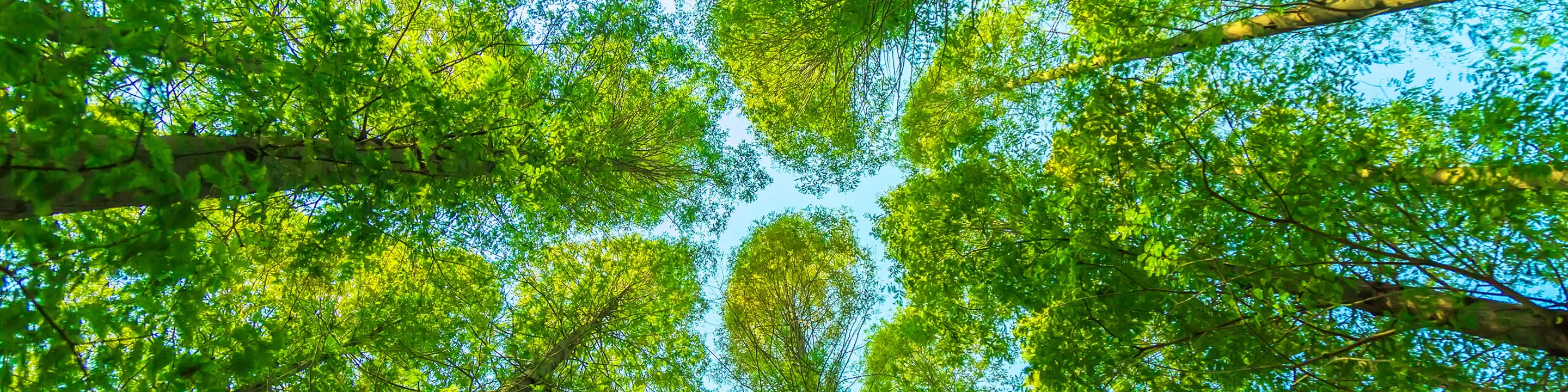 下から見上げた木々の緑と青空の様子。