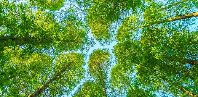 下から見上げた木々の緑と青空の様子。